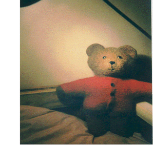 a picture of a bear